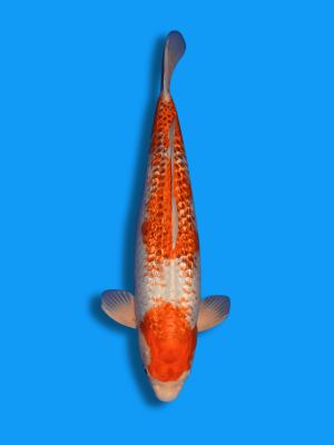 Ginrin Sakura Ogon | Koi&Co.